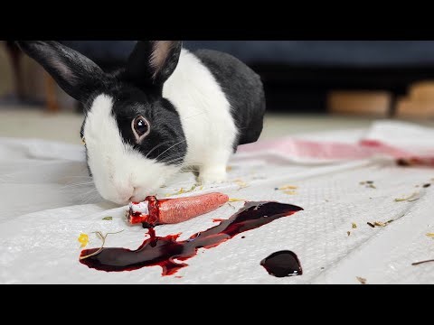 HOW TO STOP YOUR RABBIT FROM BITING