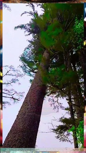 Felling a Tree on a Hillside Using a Jack to Control cutting trees the Falling Direction