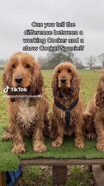 It’s sometimes hard to tell the difference between a working and a show Cocker Spaniel 😳 #cockerspanielsoftiktok #workingcockerspaniel #showcockerspanielsoftiktok #cockerspaniel