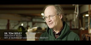 Interviews from Bee Audacious: Leo Sharashkin and Tom Seeley discuss honey bees and the lessons that humans can learn from a colony. #bees #honey #nature #evolution | Bee Friendly