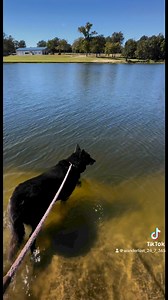 LAKE DAY To celebrate Baloo aka Black making a full recovery, he got to go enjoy a lake day 🥰 I think he approved | Villalobos Rescue Center - TEXAS