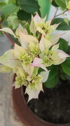 white Bougainvillea flower | #flowers #bougainvillea