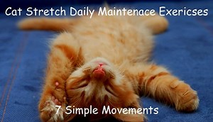 Cat Stretch Daily Exercise for Back Relief