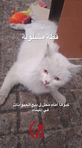 Paralyzed cat in mina…Before & after | Carma
