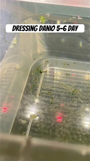 Danio breeding 1-5 days #breeding #aquarium #DaniosBreeding #Fishkeeping #FreshwaterTanks