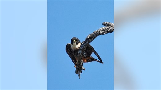 First bat falcon spotted in US at Texas wildlife refuge