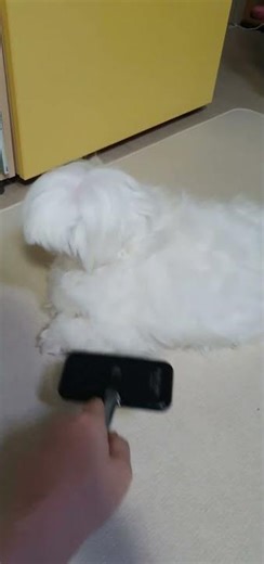 으앗 빗이잖아 #강아지 #로니 #puppy