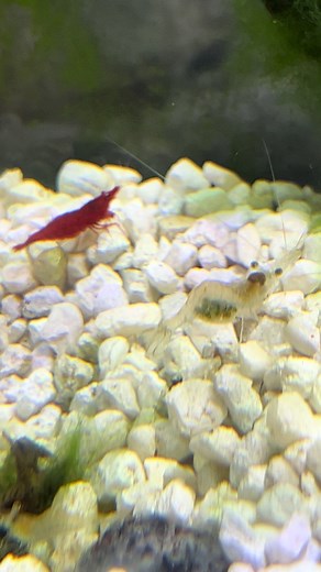 Shrimps is bugs #foryoupage #shrimp #fyp #shrimptok