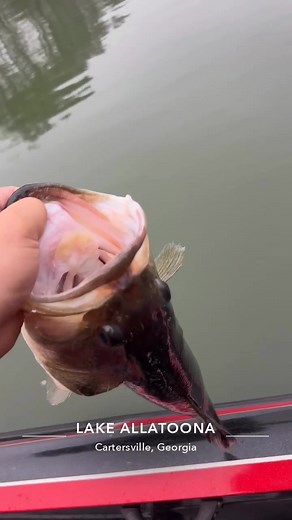 Exploring Allatoona Lake for Bass Fishing