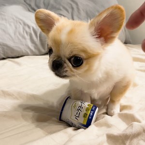 'Don't touch my puppachino' 😂 | MetDaan Tips