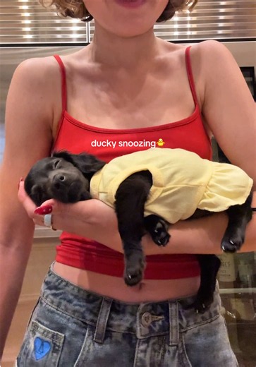 ducky feels bonita #dachshund #miniaturedachshund #puppy #longhaireddachshund #dachshundpuppy