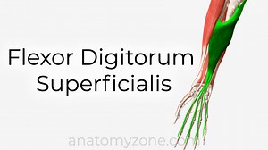 Flexor Digitorum Superficialis - Origin, Insertion, Action, 3D Model | AnatomyZone