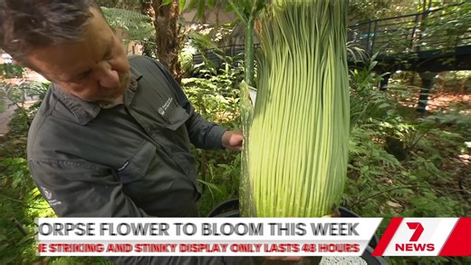 The Adelaide Botanic Garden is getting ready for an influx of visitors. | 7NEWS Adelaide
