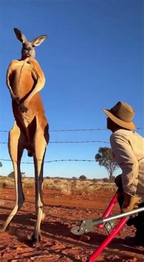 🦘 Massive Male Kangaroo Rescued - 200-Pound Boxer Freed from Barbed Wire | Outback Drama