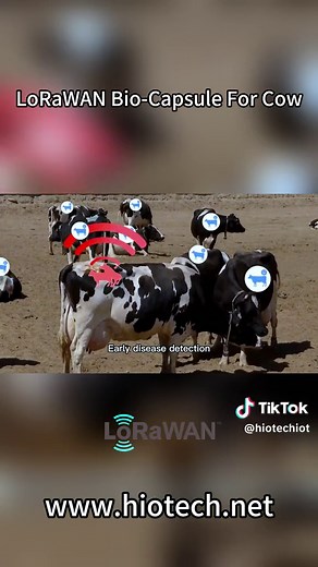 LoRaWAN Bio-Capsule For Cow, HKT smart electronic bolus for cattle tracking solution, an advanced IoT device that continuously monitors the health and activity of livestock. With real-time rumen temperature, movement, and pH monitoring, the bolus allows early detection of diseases, calving alerts, and signs of heat stress. The built-in LoRaWAN™ technology ensures effective communication over a range of 500 meters. Experience the benefits of early disease detection and optimized calving managemen