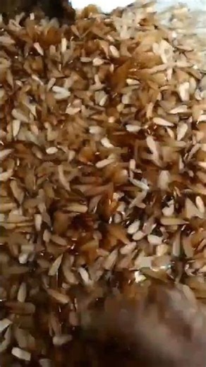Carpenter Ants or Swarmer with wings 🐜...