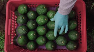 COMO lo HACEN el GUACAMOLE | COMO LO HACEN Documentales