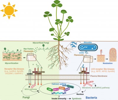 Synthetic Biology Reprograms Plant–Microbe Partnerships for Resilient Agriculture | Newswise