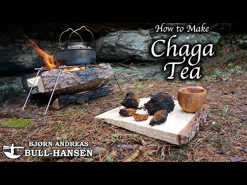 How to Make Chaga Tea | The Cancer Fighting Fungus | Bjørn Andreas Bull-Hansen