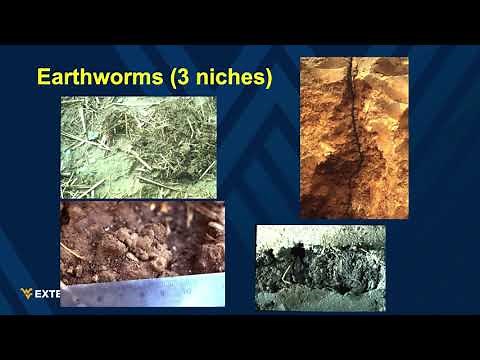 Pasture ecology 101: What is living in my pasture?-Ed Rayburn