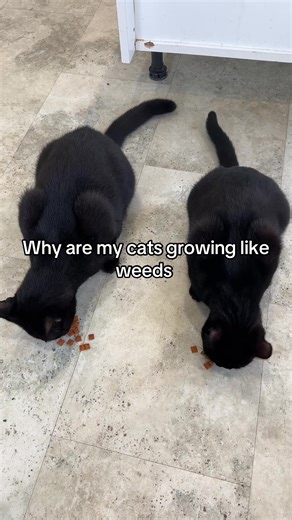 Understanding Cat Size Differences with Ellie Dexter