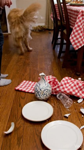 This Is Why You Don’t Leave Tablecloths Hanging…