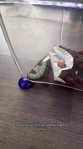 14K views · 138 reactions | The Surprising Bond Between Me, a Hornworm, and a Moth In this video, I take you on an incredible journey of transformation as I bring home three tomato hornworms from the pet store and document their fascinating metamorphosis into hawk moths. Part 5 | Growithjessie | Facebook