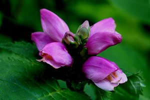 Pink Turtlehead (Chelone lyonii)