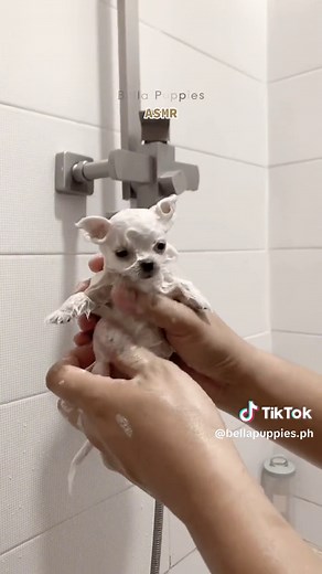 Bathing a Teacup Puppy | Cute ASMR Pet Bath Videos
