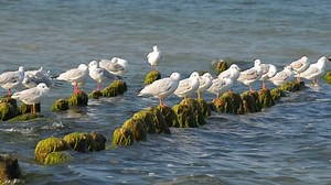 Gulls Fighting Place On Breakwater Stock Footage Video (100% Royalty-free) 7549288 | Shutterstock
