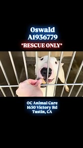 1.3K views · 421 reactions | Euthanized  OSWALD is on the EUTH LIST...