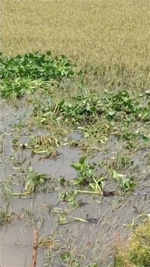 rice cutting machine 610 #xuhuong #rice cutting machine #rice cutting machine#