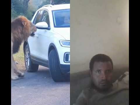 Lion charges scared tourist in car