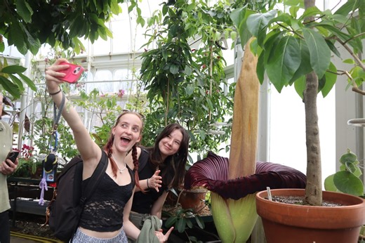 Mount Holyoke’s corpse flower blooms again, drawing crowds to its ‘rotting flesh’ stench