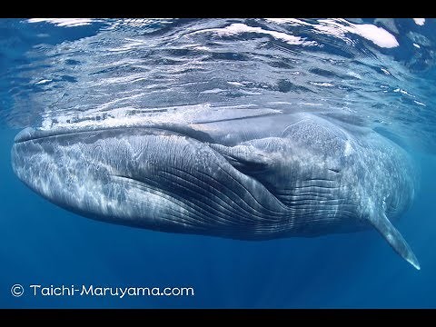 🐋巨大なシロナガスクジラと間近で目が合ったフルシーン／Eye to Eye Close Encounter with Blue Whale