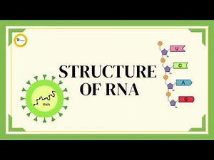 Structure of RNA