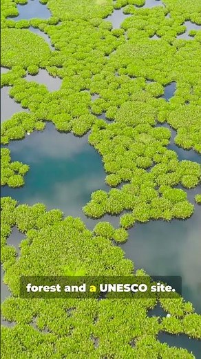 🐅🌿 The Sundarbans, India & Bangladesh – The World’s Most Dangerous Forest