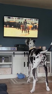 It’s a Tv watching kind of day. #DogTV #tv #dog #greatdane | Larry_the_great_dane
