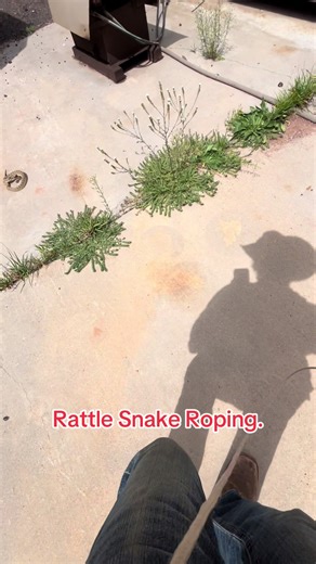 Roping Rattlesnakes for Relocation