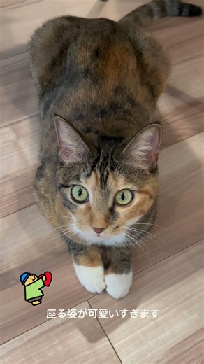 おててを揃える姿が可愛すぎるラメちゃん🙏 #cat #catvideos #猫のいる生活 #ラメちゃん #ラメちゃんの日常