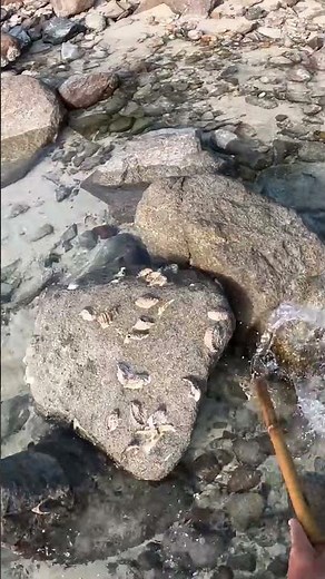 ISLAND SURVIVAL: Stingray Barb to Spear Fish