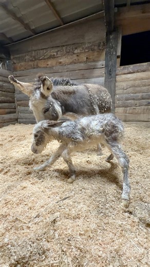 Première mise debout… ce n’est pas évident ! | Mérilver - Élevage chevaux de couleurs -
