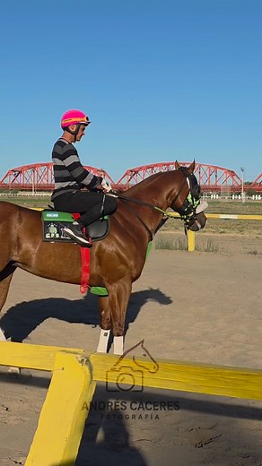 Cowboy - Stud Haras CFS. | Fotografía Andrés Cáceres