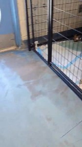 37K views · 1K reactions | UPDATE: ALL ADOPTED OR ON SLUMBER PARTY! Come meet these adorable puppies at Citrus County Animal Services! We are open until 7 pm today, closed for Good Friday, then open again Saturday 10 am - 5 pm (closed from 1-2 pm). 4030 S. Airport Road, Inverness, FL. | Adopt a Citrus County Animal Shelter Pet | Facebook