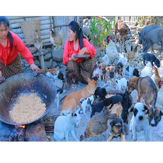 2.8K views · 28 reactions | woman fried mushroom and egg with rice ripe- fry food for baby dog and cat- cooking in forest HD | CHEF GIRL | Facebook