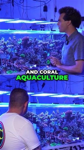 Coral Aquaculture - Revolutionizing Reef Restoration & Hobby #worldwidecorals #fromourreeftoyours