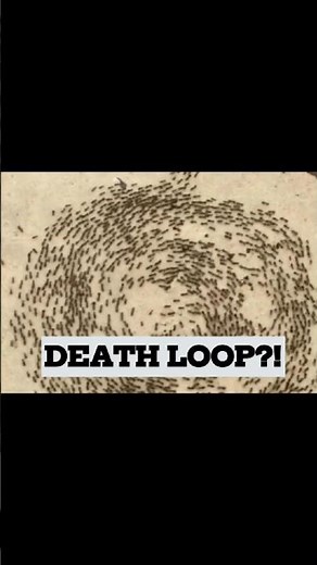 Why Ants Walk in Circles Until They Die?#education#shorts#science#nature#animals#facts