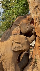 It’s fascinating to watch young elephants mimic the behavior of older ones. 🐘 Elephants are highly social animals that learn through observation and imitation. Young elephants often watch and follow the actions of adults—whether it’s foraging for food, using their trunks for a variety of functions, or even playing in the water. These instincts help them develop essential life skills for thriving within the herd and strengthening the social bonds that connect them.💕🌿 รู้หรือไม่ว่า การที่ช้างเด