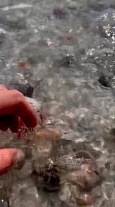 17M views · 29K reactions | Awesome find, patience pays! * * #shell #shelling #seashells #alphabetcone #treasure #beachfinds #salty #saltylife #loveshelling #reelkindfishingandtours #bestfun #perfectday #sounds #soundscape Video taken by Team Member Captain Colt | Reel Kind Fishing and Tours | Facebook