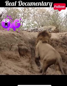 Lion vs Jaguar: Ultimate Showdown Revealed